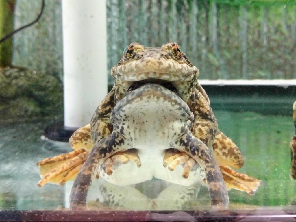 While the Frogs Sleep, the Work Continues San Diego Zoo Wildlife Alliance